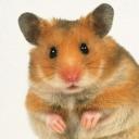 xxxhuchihamster2xxx's avatar