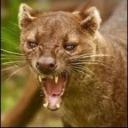 Fossa's avatar