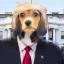 President Michael Vicks Dog's avatar