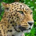 rey leopardo's avatar