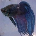 Betta fish's avatar