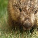 WOMBAT, Manliness Expert's avatar