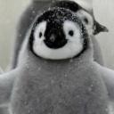 ☆Happy Penguin☆'s avatar