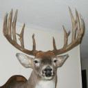 Deer Hunter's avatar