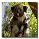 Kool Koala's avatar