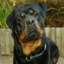 Rotties for life!'s avatar