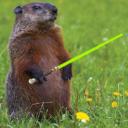 Jedi Groundhog's avatar