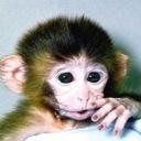 monkey man's avatar