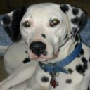 Dalmatian's avatar