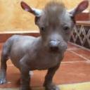 Peñita Xoloitzcuintle Raza PuraSuperior,C/Pedigree's avatar