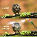 Owlet's avatar