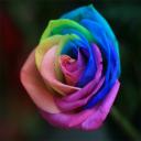 Rainbow Rose's avatar