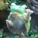 frosch's avatar