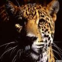 Leopard's avatar