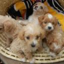 Basket of Puppies's avatar