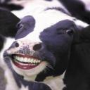 happy cows come from WI's avatar