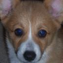 OMG!! A Pup-Corgi's avatar