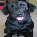 I ♥ my shiny black Lab's avatar