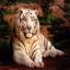 The White Tiger's avatar
