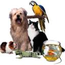 Pet Sitting, Dog Walking, Dog Boarding's avatar