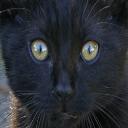 Nachtkatze's avatar