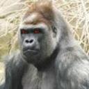 SILVERBACK's avatar