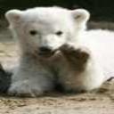 ~Knut~Is~Cute~'s avatar