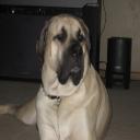 ♥mastiff mom♥'s avatar