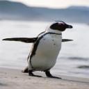 Pinguin's avatar