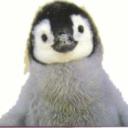 Pingu's avatar