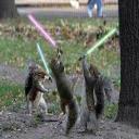 Jedi squirrels's avatar