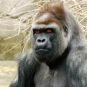 SILVERBACK's avatar