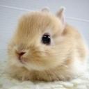 Bunbun's avatar