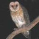 barnowl's avatar