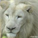 White Lion's avatar