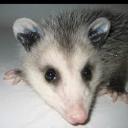 Possum's avatar