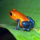 poisonous_tree_frog's avatar