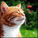 Mr Orange Kitty's avatar