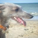 Indi Whippet's avatar