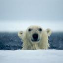 Polar Bear's avatar