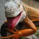 Iguana's avatar