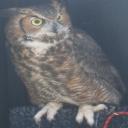 Owl Be Darned!'s avatar