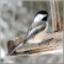 chickadee34's avatar