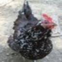 Nobody Here But Us Chickens's avatar