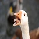 Goose's avatar