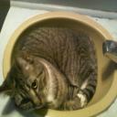 kitty in the sink's avatar