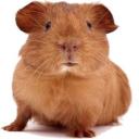 squeaky guinea pig's avatar