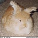 PuFfy BrOwN RaBiT's avatar