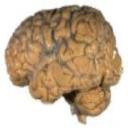 the brain's avatar
