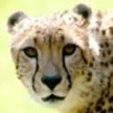 cheetah's avatar